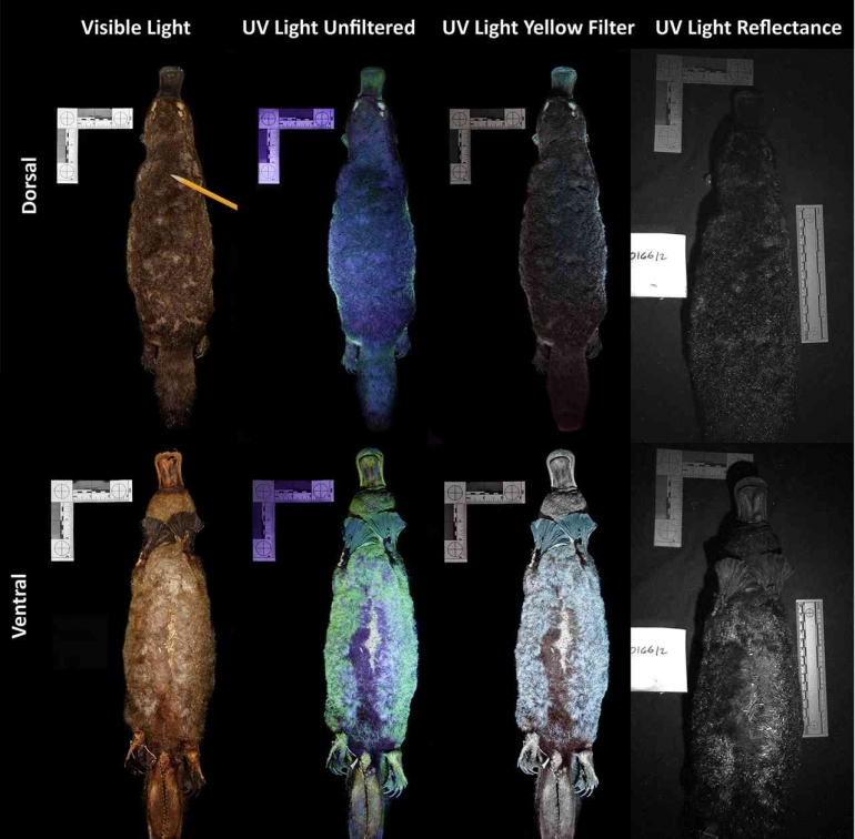Biofluoresensi Platypus