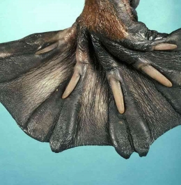 Kaki Berselaput Platypus