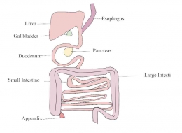 Organ pencernaan Platypus