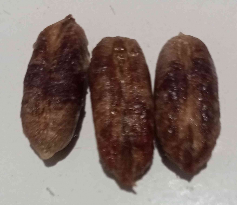 Biji kurma yang selama ini dianggap sebagai limbah. (sumber foto: Jandris_Sky)