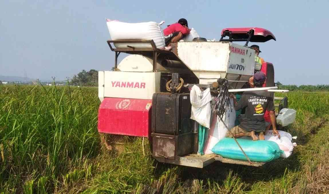 Petani sedang panen padi menggunakan combine harvester (Foto Iqbal Fauzi)