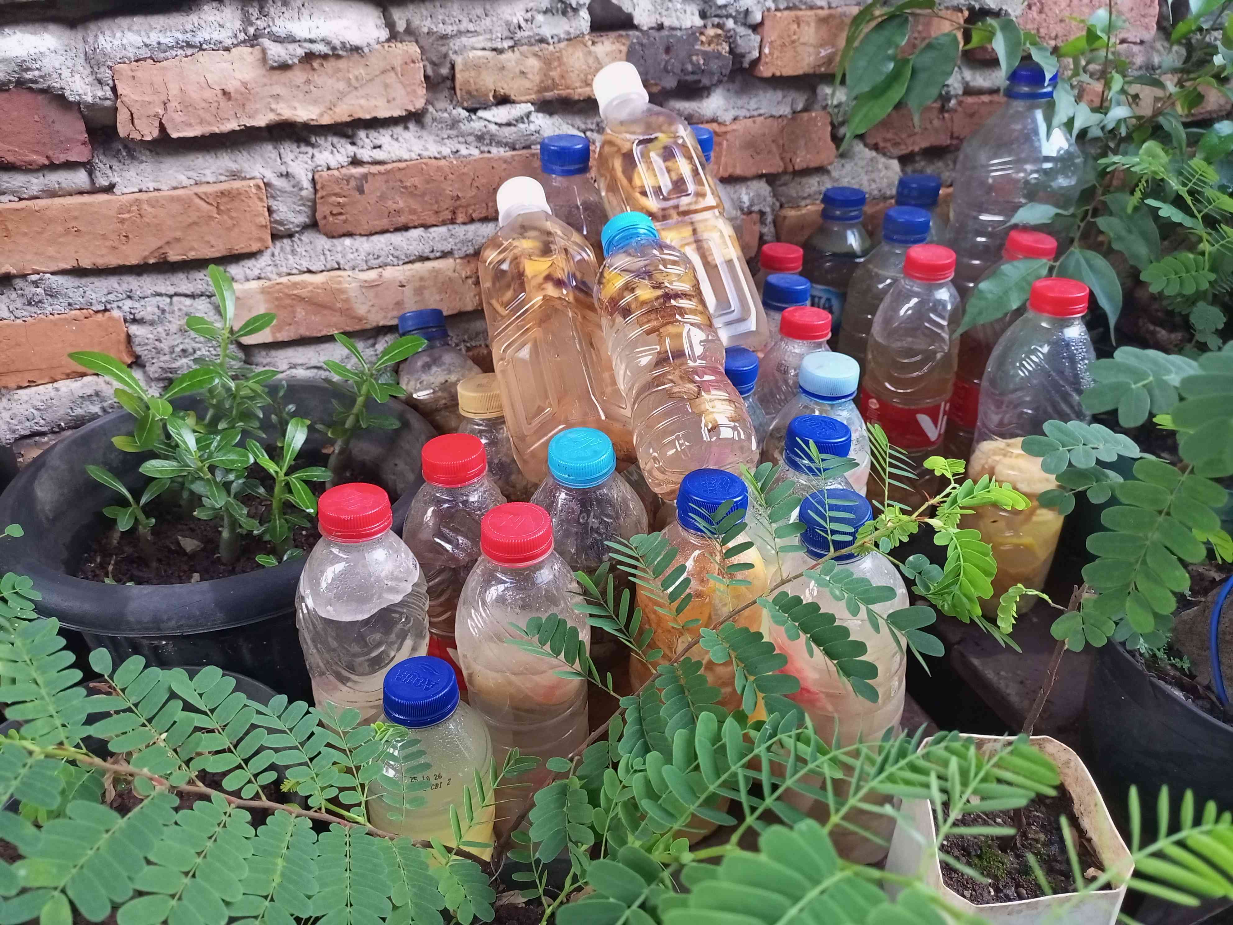 Pupuk Organik Cair Limbah Kulit Pisang dari Sisa Makan Bergizi Gratis (MBG). (sumber foto: Jandris_Sky)