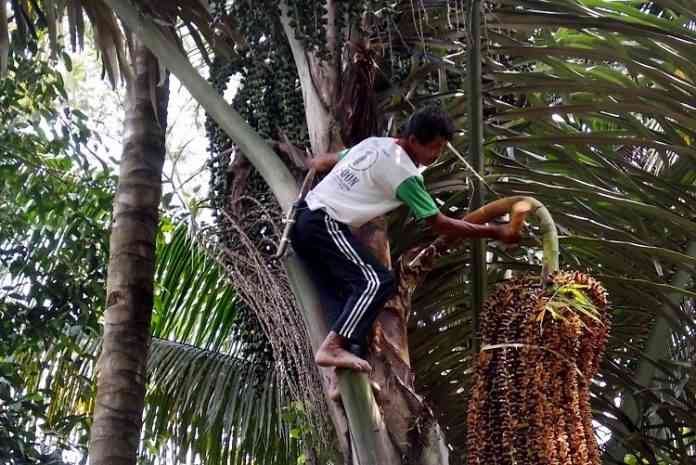 Proses mengambil buah kolang kaling di atas pohon aren atau enau (dok foto: sumedangkab.go.id)
