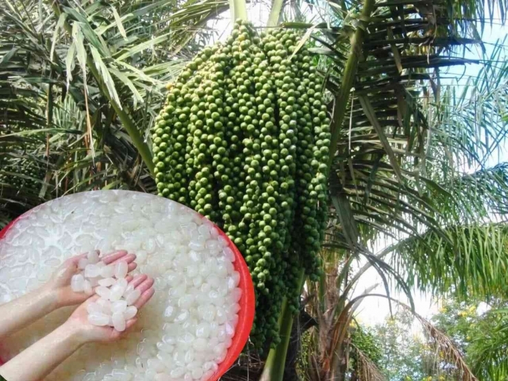 Kolang kaling, si putih nan kenyal dan bikin segar diproses dari pohon aren atau enau (dok foto: tirtapos.com)
