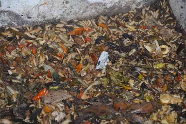 Maggot memakan sampah organik dari makanan sisa. (Sumber Gambar: warta.jogjakota.go.id)