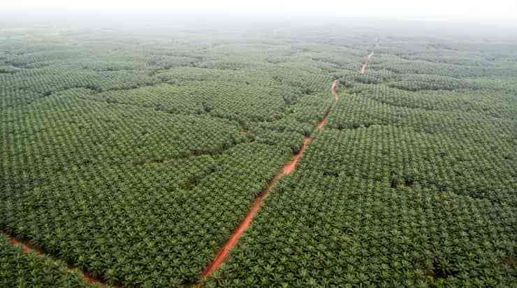 Perkebunan kelapa sawit milik Korindo di Papua (Sumber : Pusaka)