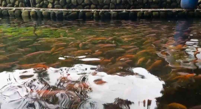 Kolam Ikan Nila di Camping Ground Gendingan, Ngawi( dokumentasi pribadi)