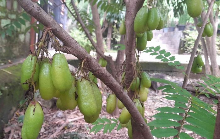 Belimbing wuluh, banyak manfaatnya dan mudah dibudidayakan (dok foto: Greg Nafanu)