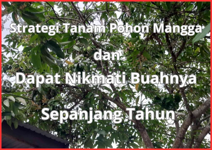 Startegi Tanam Pohon Mangga (dokpri)