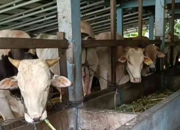 Ternak Sapi dikandang poktan Karya Bersama. (Dok. Pribadi)