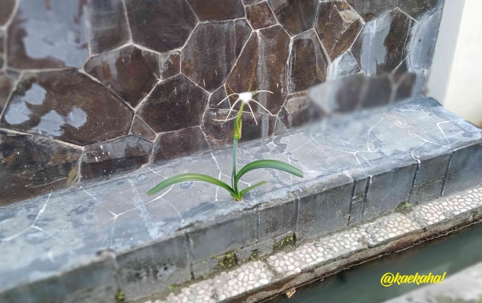 Bunga Bakung ini Bukannya Mati, Tapi Malah hidup dan Berbunga, Meskipun Tanah Tempat Hidup di Sekelilingnya Sudah Disemen Seluruhnya!| @kaekaha