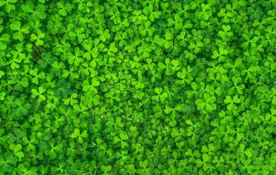 The Power of The Color Green (Source: thelogocompany.net)