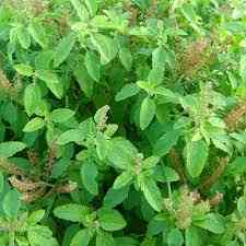 Obat Rama Tulasi (Kemangi): Tanaman Suci yang bermanfaat sebagai Obat Herbal dan ...