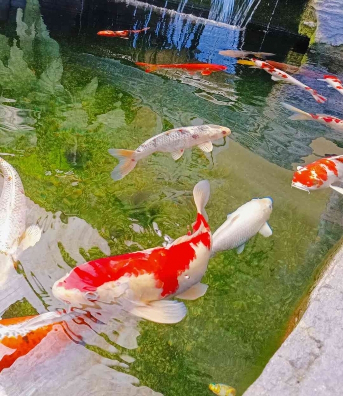 Kolam ikan koi di halaman villa Tlogorejo 2 Telaga ngebel Ponorogo (dokumentasi pribadi)