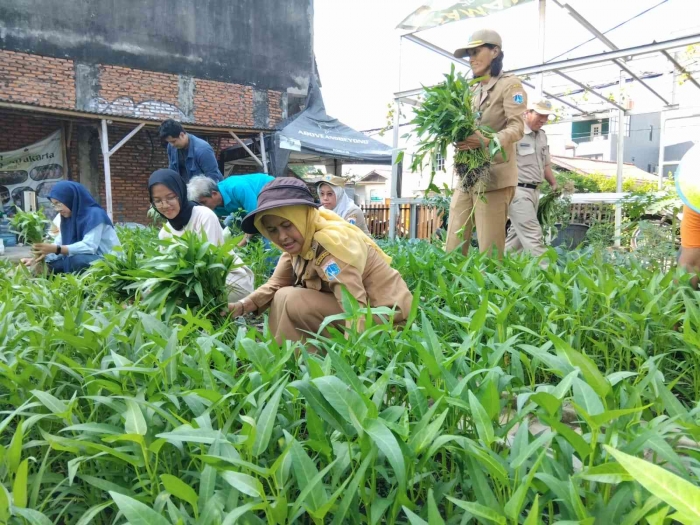 Lurah sedang memanen kangkung, dokumen pribadi