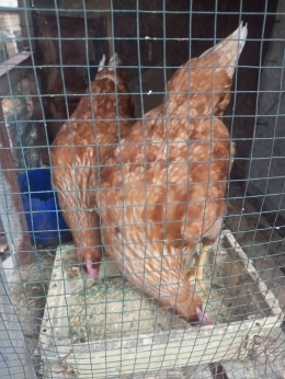 Ayam dengan lahap memakan pakan olahan yang sudah diracik. (sumber foto: Jandris_Sky)