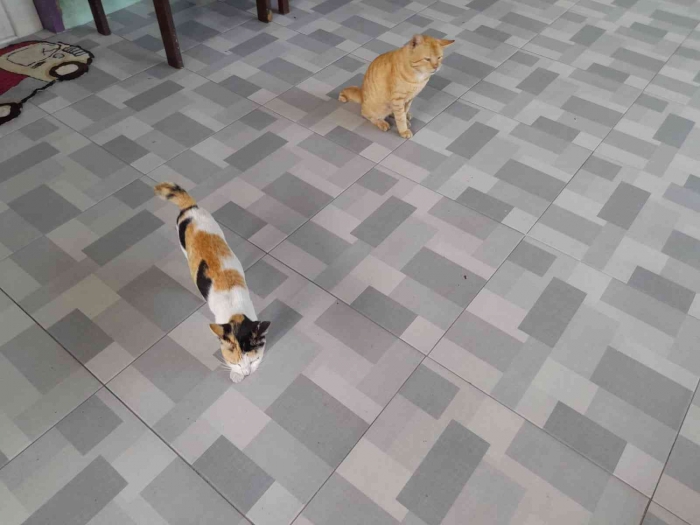 Kucing liar menunggu jatah sarapan (dokpri)