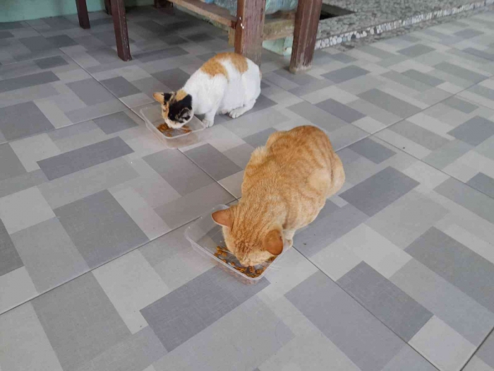 Dua ekor kucing liar sedang menikmati sarapan (dokpri)