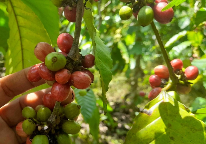 Petik merah buah kopi bisa memastikan kopi berkualitas dengan harga lebih tinggi (dok foto: Greg Nafanu)