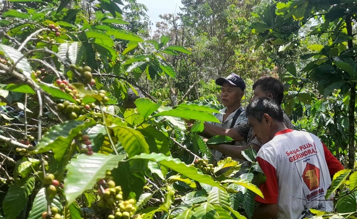 Praktik petik buah kopi merah, membiasakan diri untuk tidak melakukan panen asalan alias rampok ( dok foto: Greg Nafanu)
