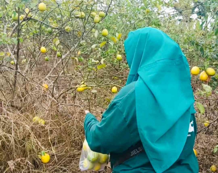 Cari Ide Usaha Jelang Pensiun dengan Wisata Petik Stroberi dan Lemon di Tawangmangu Wonder Park(dokumentasi pribadi: Isti Yogiswandani)