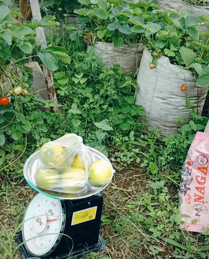 Jeruk lemon nya ditimbang dulu(dokumentasi pribadi: Isti Yogiswandani)