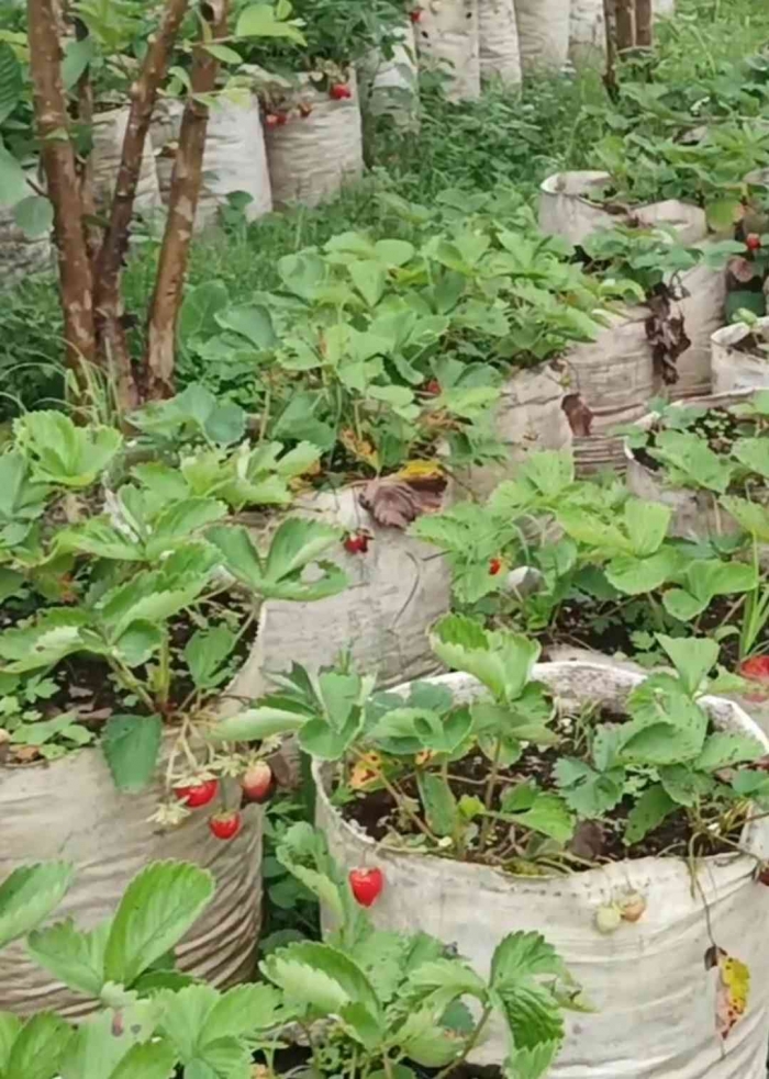 Buah stroberi di Tawangmangu Wonder Park sedang berbuah. Siap untuk wisata petik buah stroberi (dokumentasi pribadi: Isti Yogiswandani)