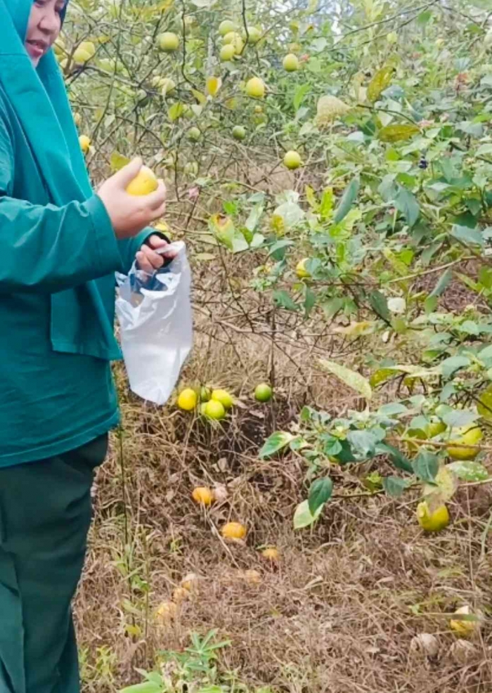 Buah lemonnya besar-besar dan menggiurkan (dokumentasi pribadi Isti Yogiswandani)