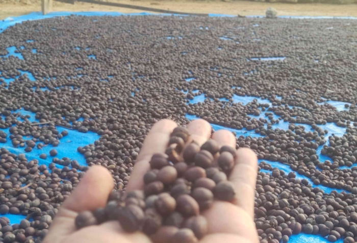 Petsni meniemur kopi di atas terpal setelah panen (dok foto: Greg Nafanu)