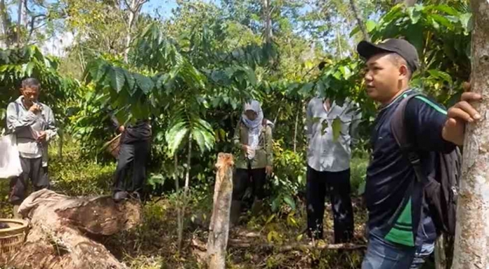 Ngebolang di kebun kopi sambil ngobrolin good agricultural practices, cara kerja petani yang andalkan fisik dan otak (dok foto: Greg Nafanu)