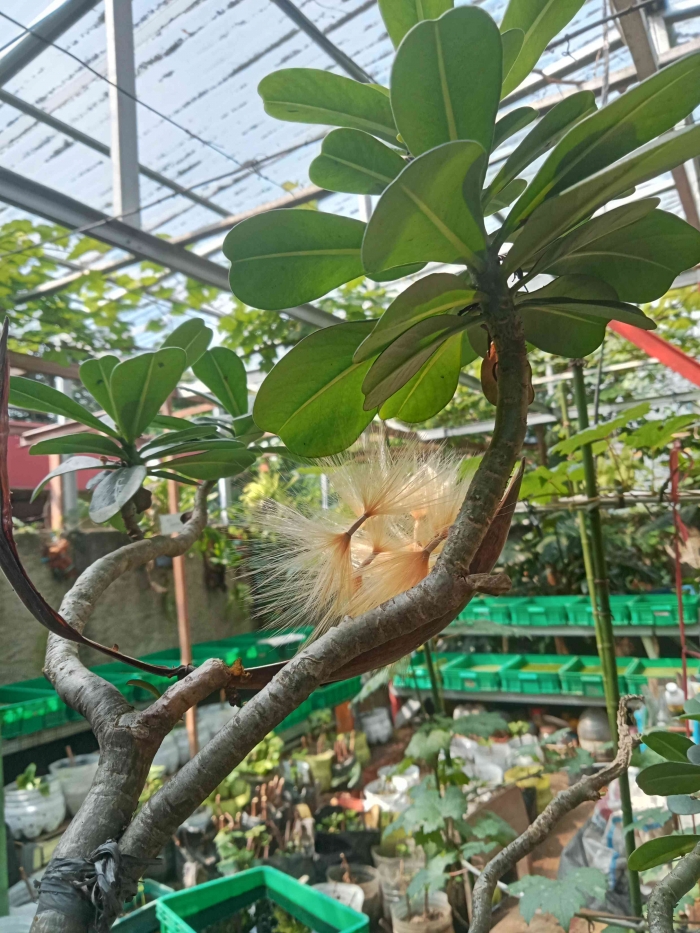 Pohon Kamboja Jepang sumber dokpri