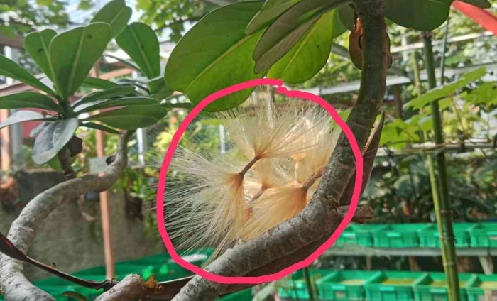 Biji buah Kamboja Jepang, sumber dokpri