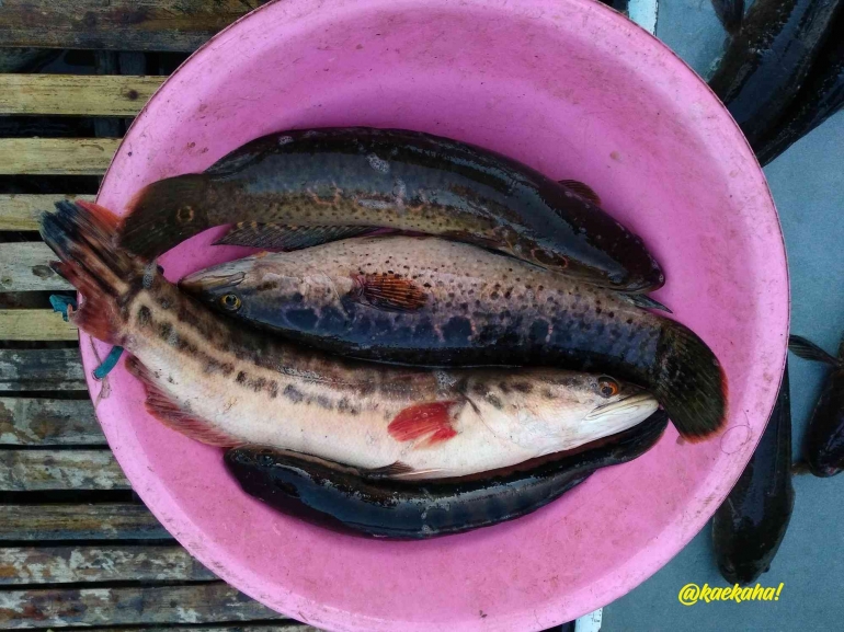 Ikan Kihung Hasil Maunjun | @kaekaha