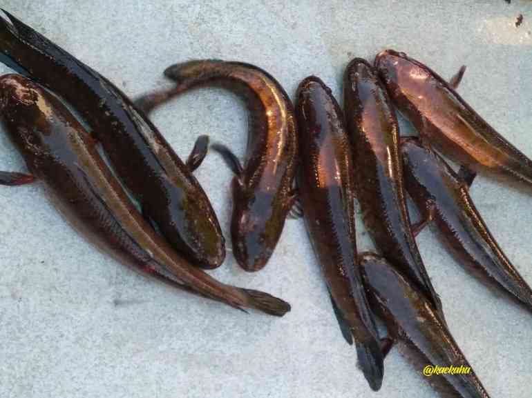 Ikan Haruan alias Ikan Gabus Hasil Maunjun Kesukaan Keluarga Kami | @kaekaha