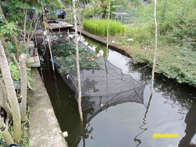 Karamba Iwak Sapat dan atau Papuyu | @kaekaha