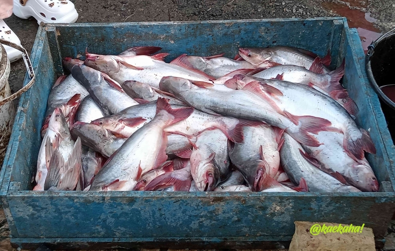 Ikan Patin Sungai Kesukaan Keluarga Kami | @kaekaha!