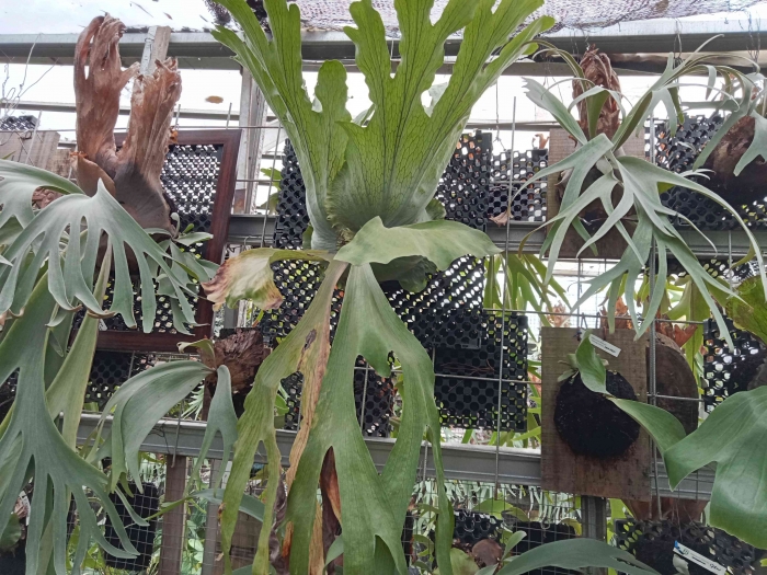 Tanaman bunga Tanduk Rusa koleksi Bonggol Alam Milik H Didin, Rawadas sumber dokpri