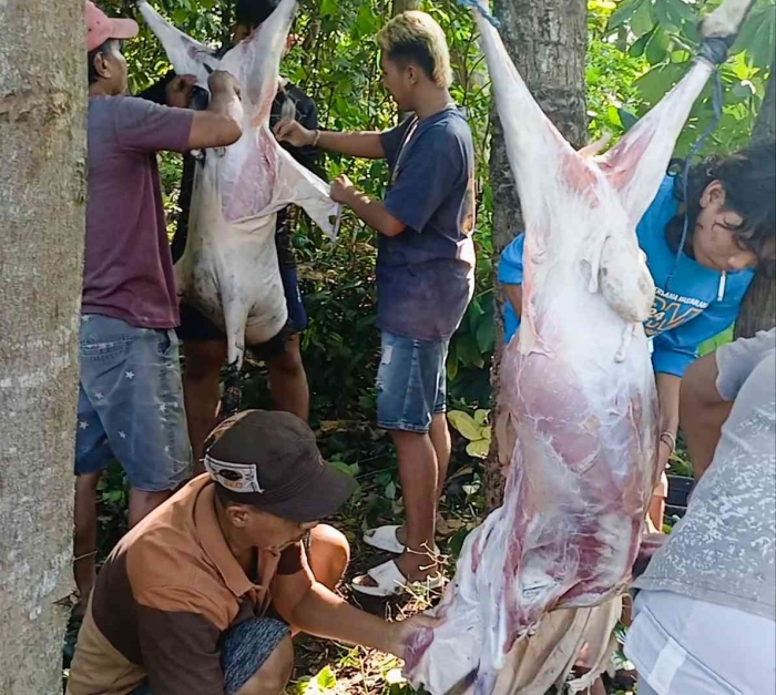 Menguliti kambing kurban (dokumentasi pribadi: Isti Yogiswandani)