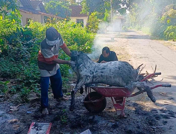 Mengerok bulu kambing (dokumentasi pribadi: Isti Yogiswandani)