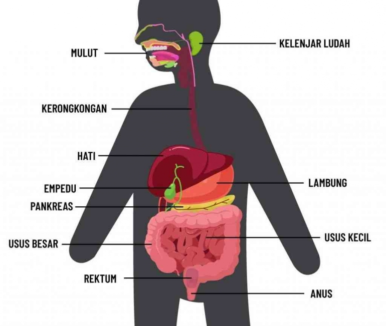 Gambar Organ Pencernaan pada Manusia (Sumber: Pahamify)