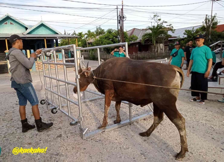 Sapi untuk Kurban | @kaekaha