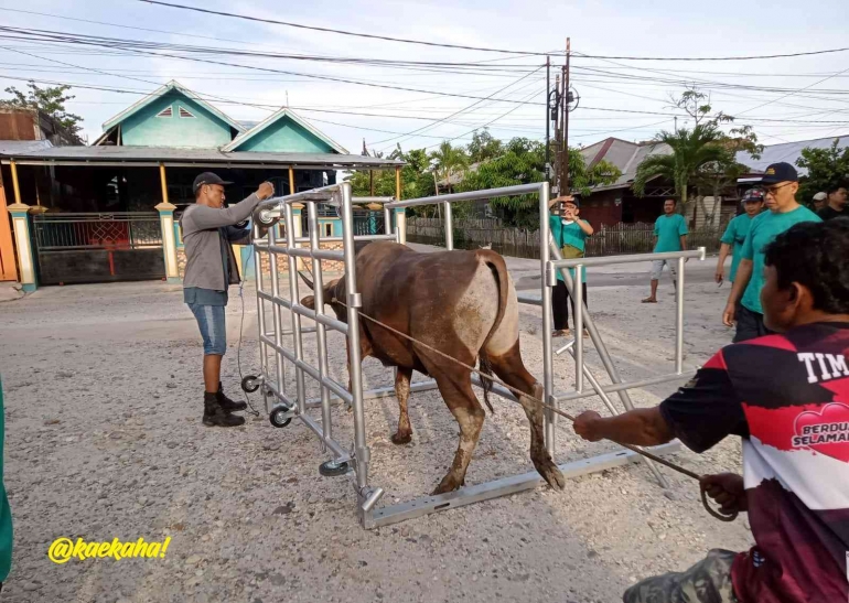 Sapi untuk Kurban | @kaekaha