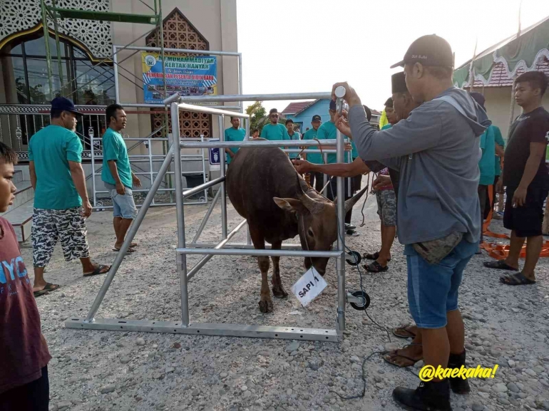Sapi untuk Kurban | @kaekaha
