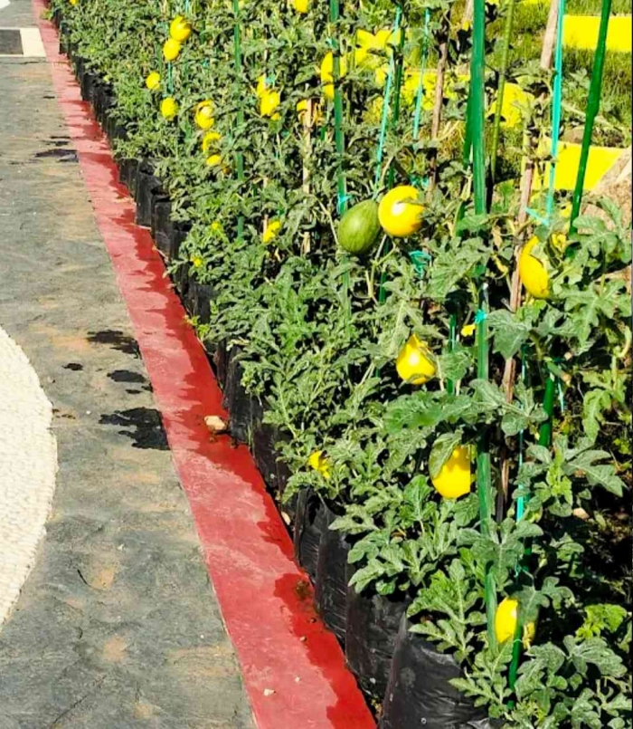 Wisata petik Melon di Taman Buah Srogo (dokumentasi pribadi: Isti Yogiswandani)