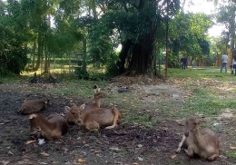 Rusa Taman Balekambang (Dok. Pribadi)