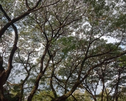 Pohon yang rindang bagaikan kanopi (Dok. Pribadi)