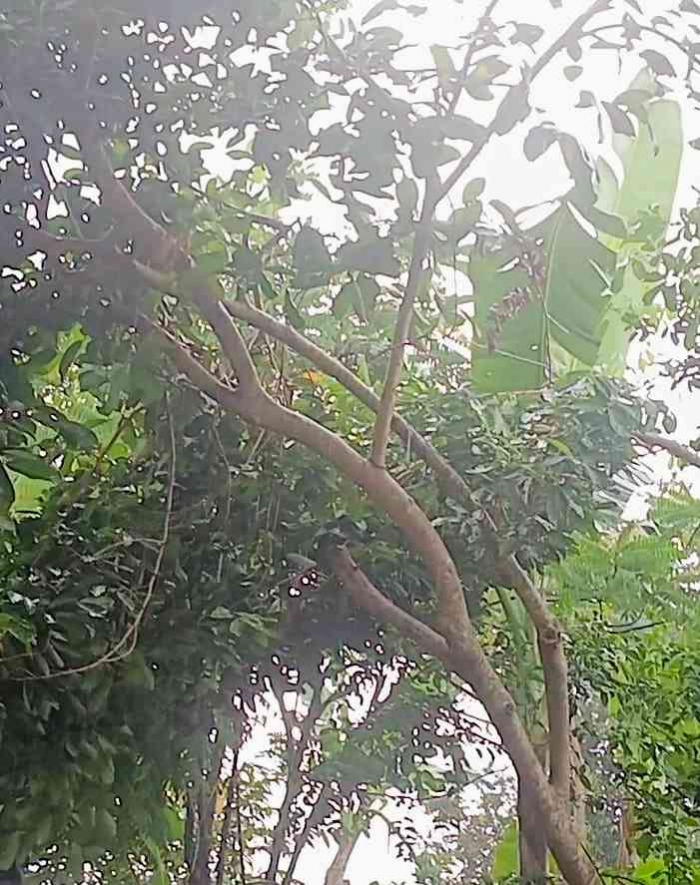 Andaikan Curah Hujan Adalah Taburan Rizki dari Langit(dokumentasi pribadi:Isti Yogiswandani)