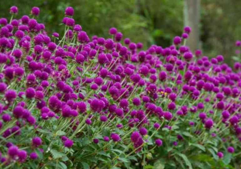 Khasiat Teh Bunga Amaranth 3 Tanaman purple globe amaranth (sumber: gardenia.net)