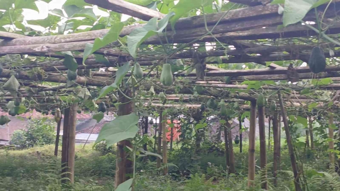 Kebun labu Siam milik pribadi warga bisa menjadi potensi agrowisata karena dekat wisata Segoro Gunung (dokumentasi pribadi)