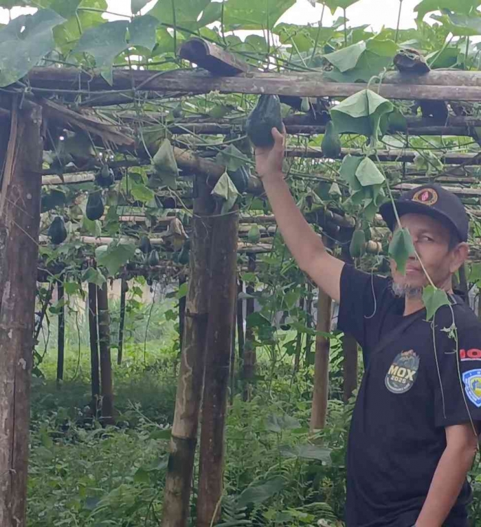 Kebun labu siam yang sedang berbuah lebat bisa menjadi potensi wisata Segoro Gunung (dokumentasi pribadi: Isti Yogiswandani)